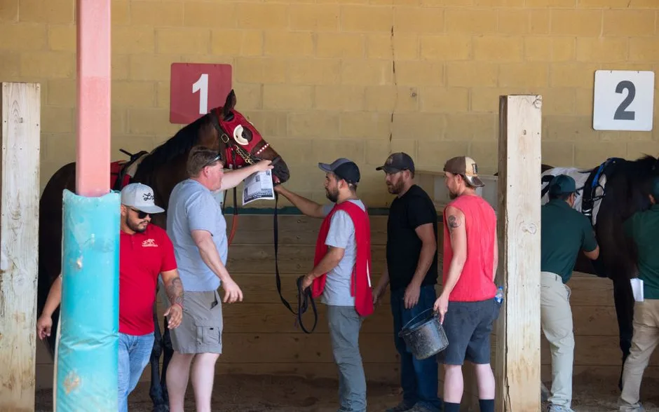 Chevaux de course préparés au paddock avant le départ
